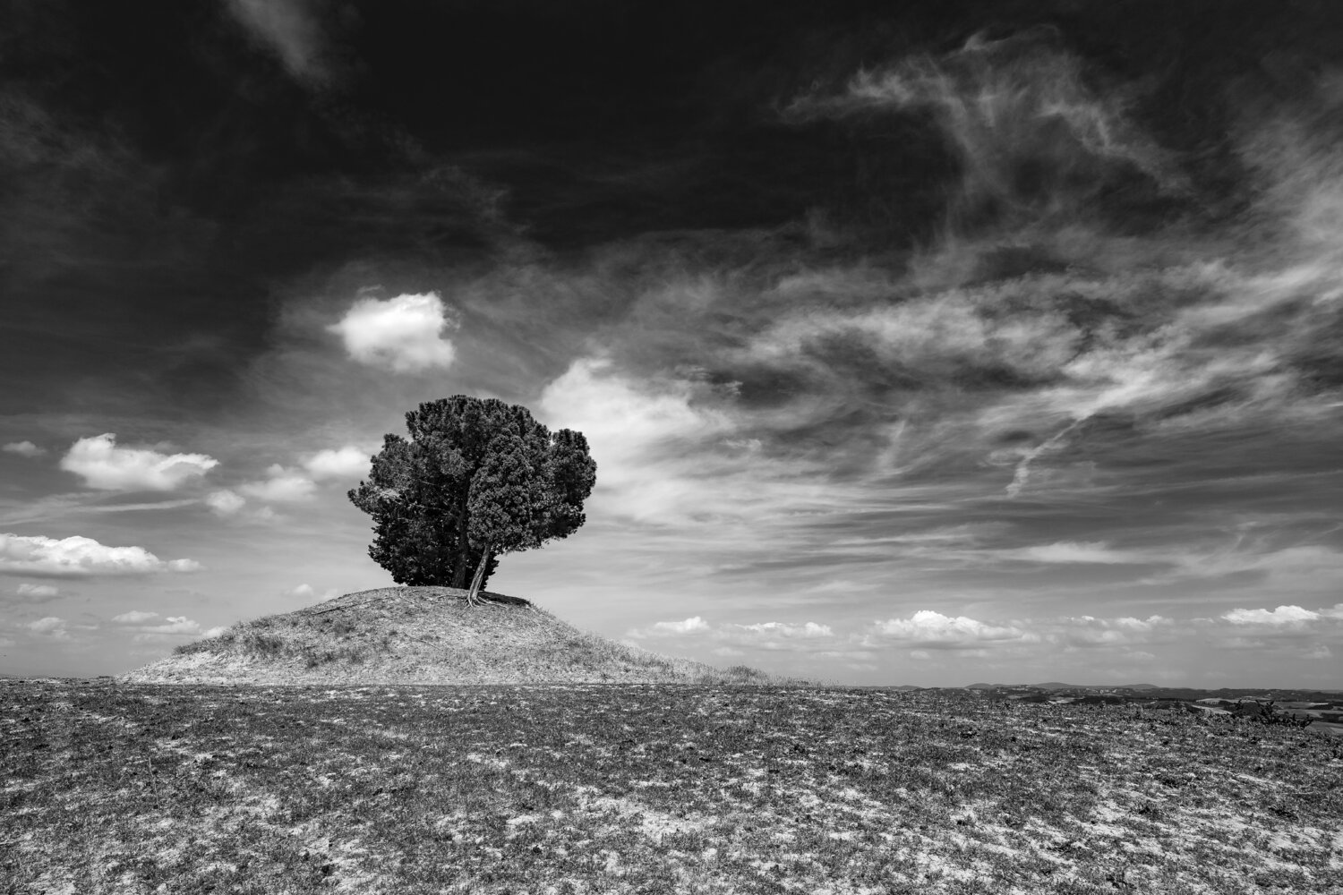 Albero solitario "Y1" Giampaolo Antoni Fotografia in vendita
