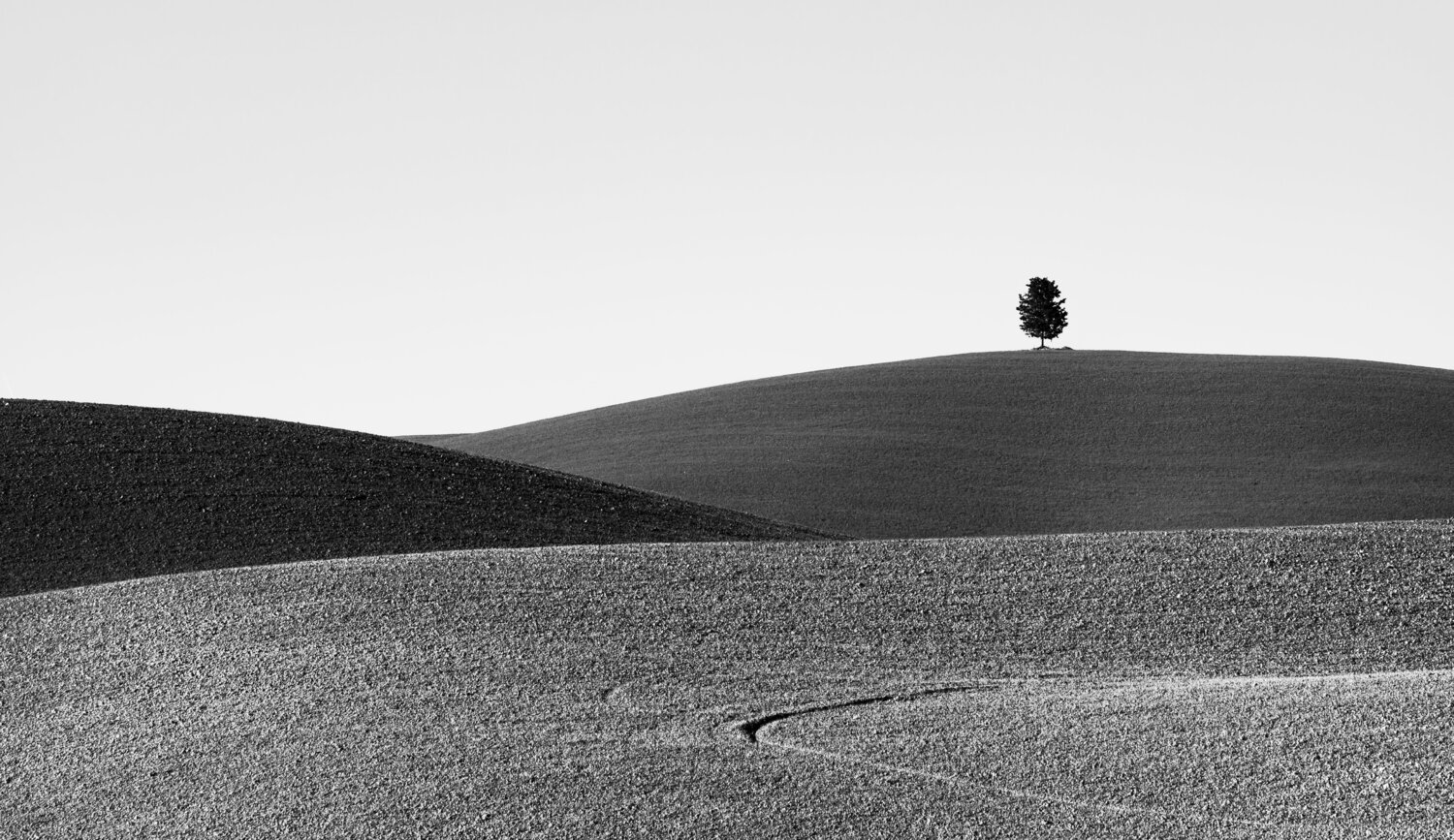 Albero solitario "N" Giampaolo Antoni