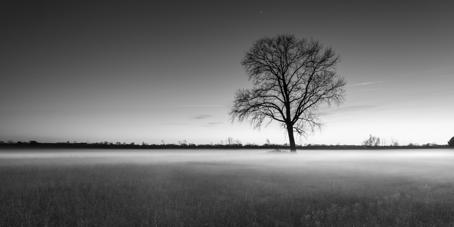 Albero solitario "A" Giampaolo Antoni