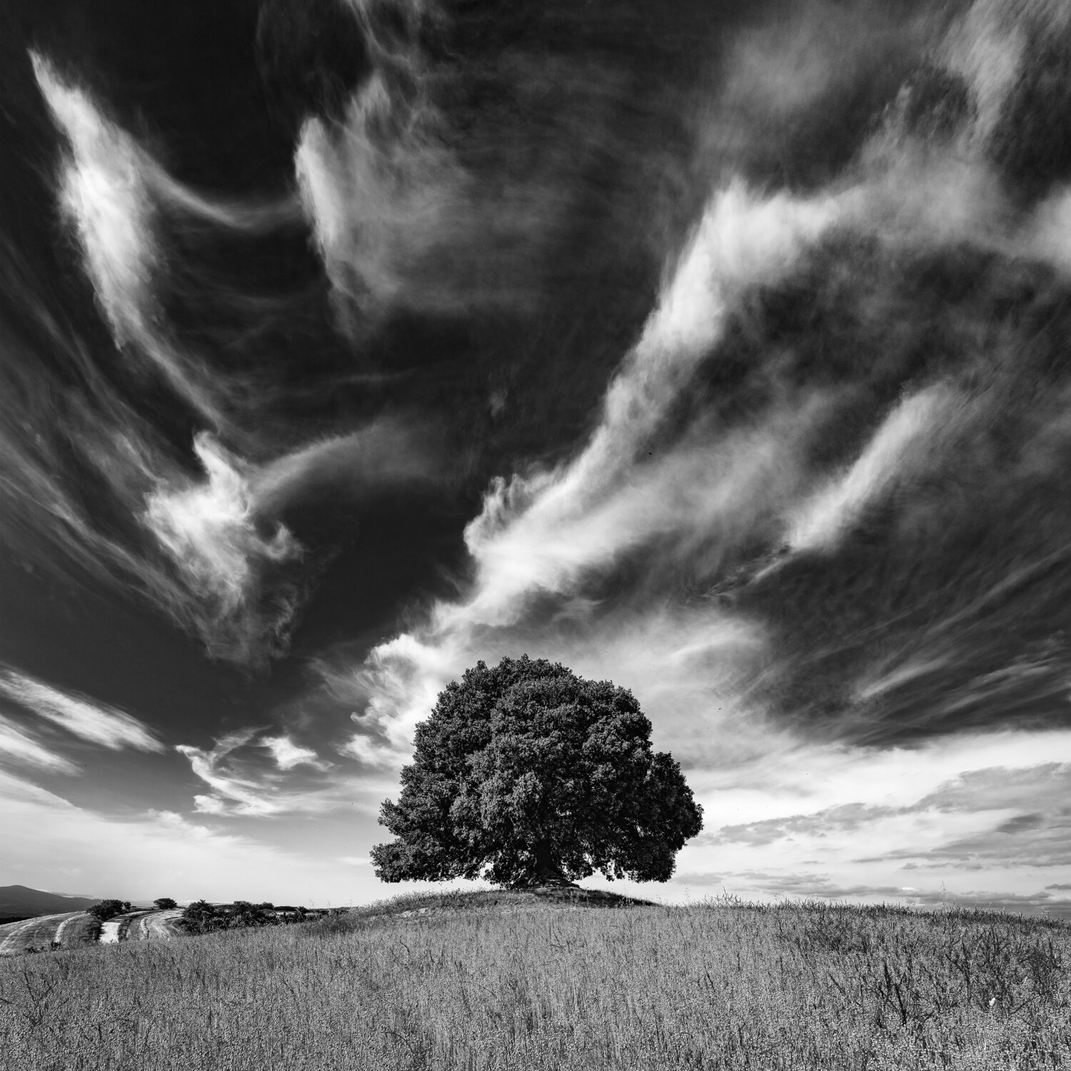 Albero solitario "V" Giampaolo Antoni