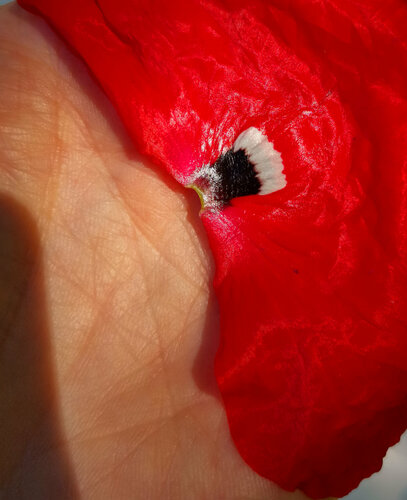 Coquelicot van Jean-Robert Franco, Fotografie te koop op Singulart