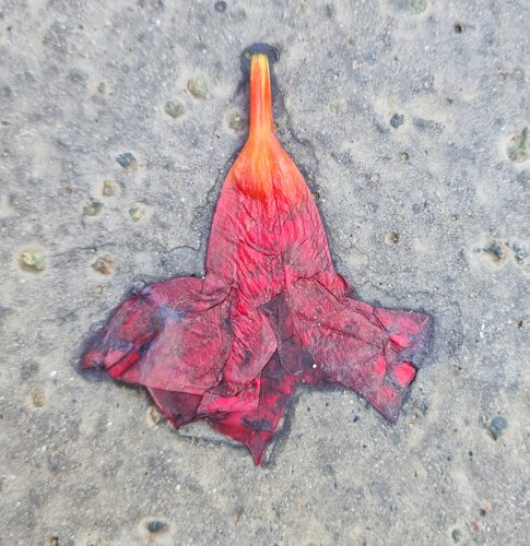 Fleur de bitume Jean-Robert Franco
