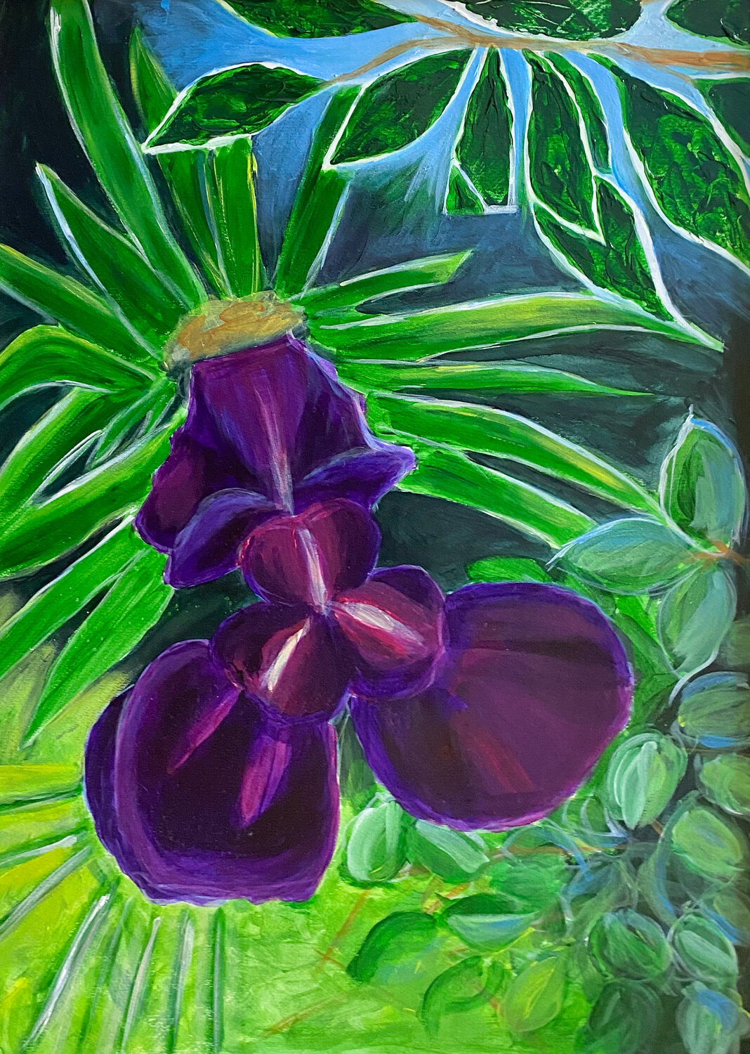 Iris Black Night Antje Wanderer-Oberhaus