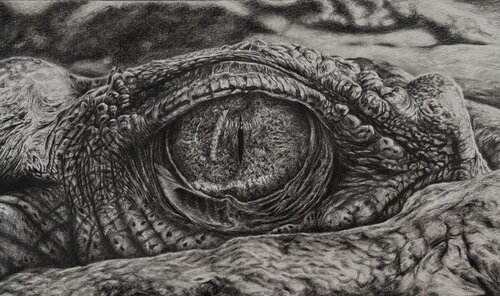 Crocodile von Chris Rossi, Zeichnungen kaufen auf Singulart