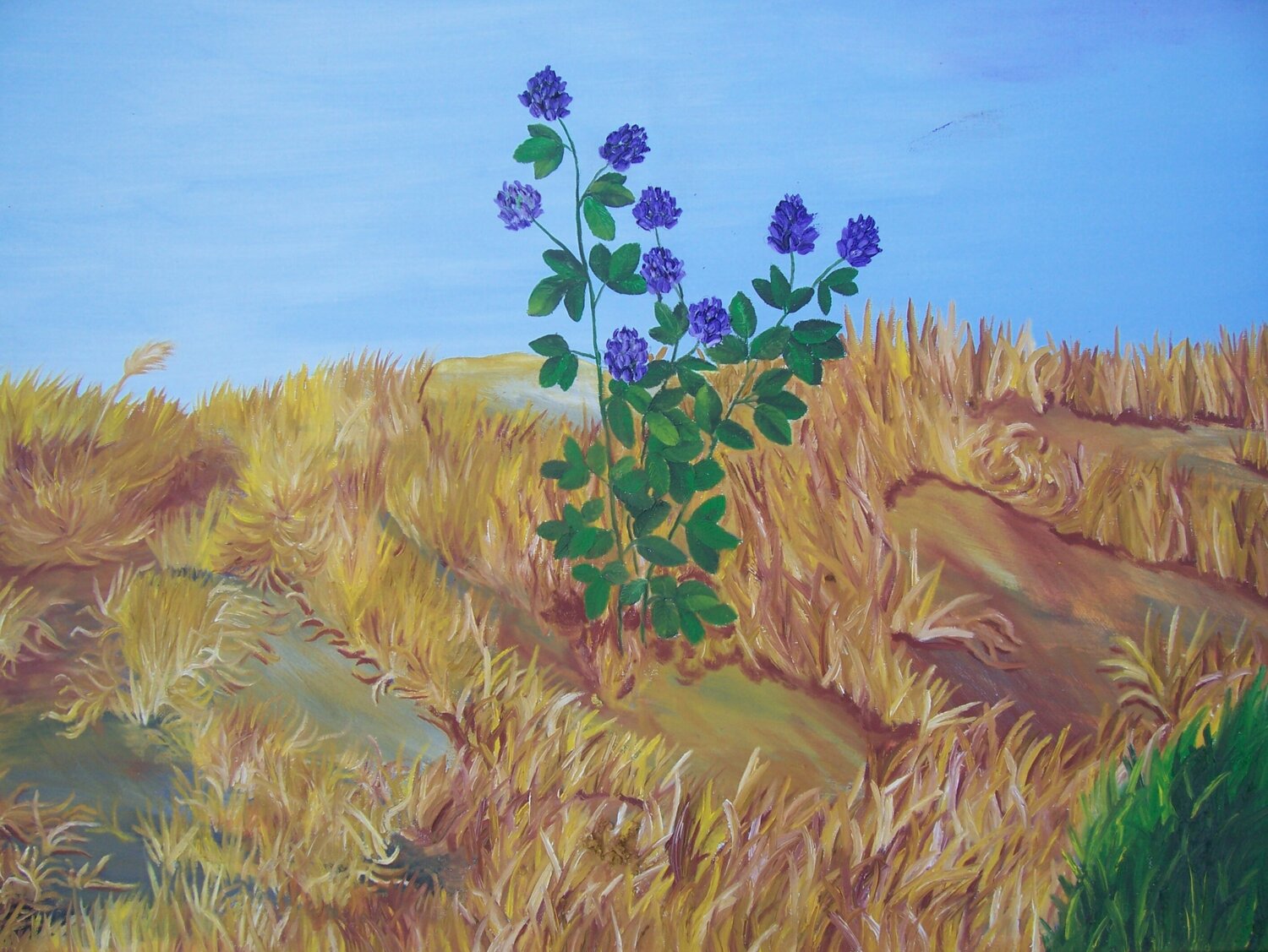 Sommer Iris Hillmeister-Becker