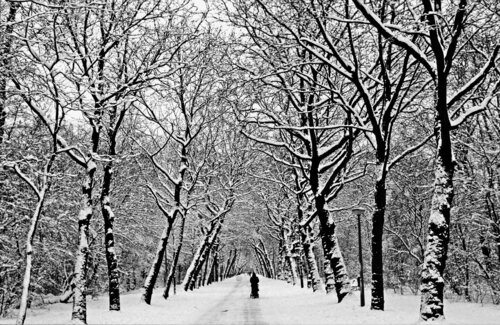Winter Park by Arjan Bronkhorst, 사진 for Sale on Singulart