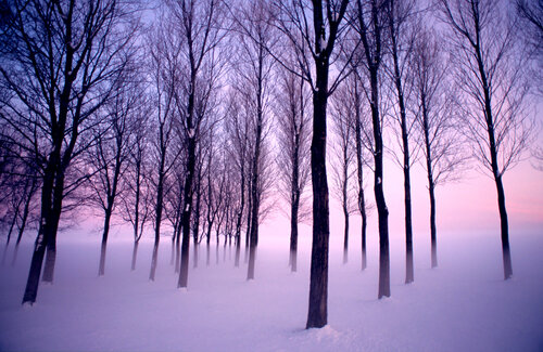 Pink Trees de Arjan Bronkhorst, Fotografía a la venta en Singulart