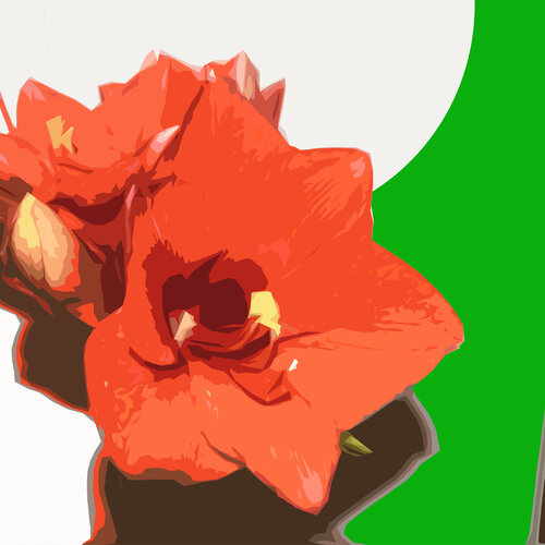 Amaryllis von Jürg Strässle, Druck kaufen auf Singulart