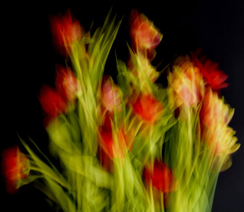 Impressionist Flowers by Bilge Paksoylu, Photography for Sale on Singulart