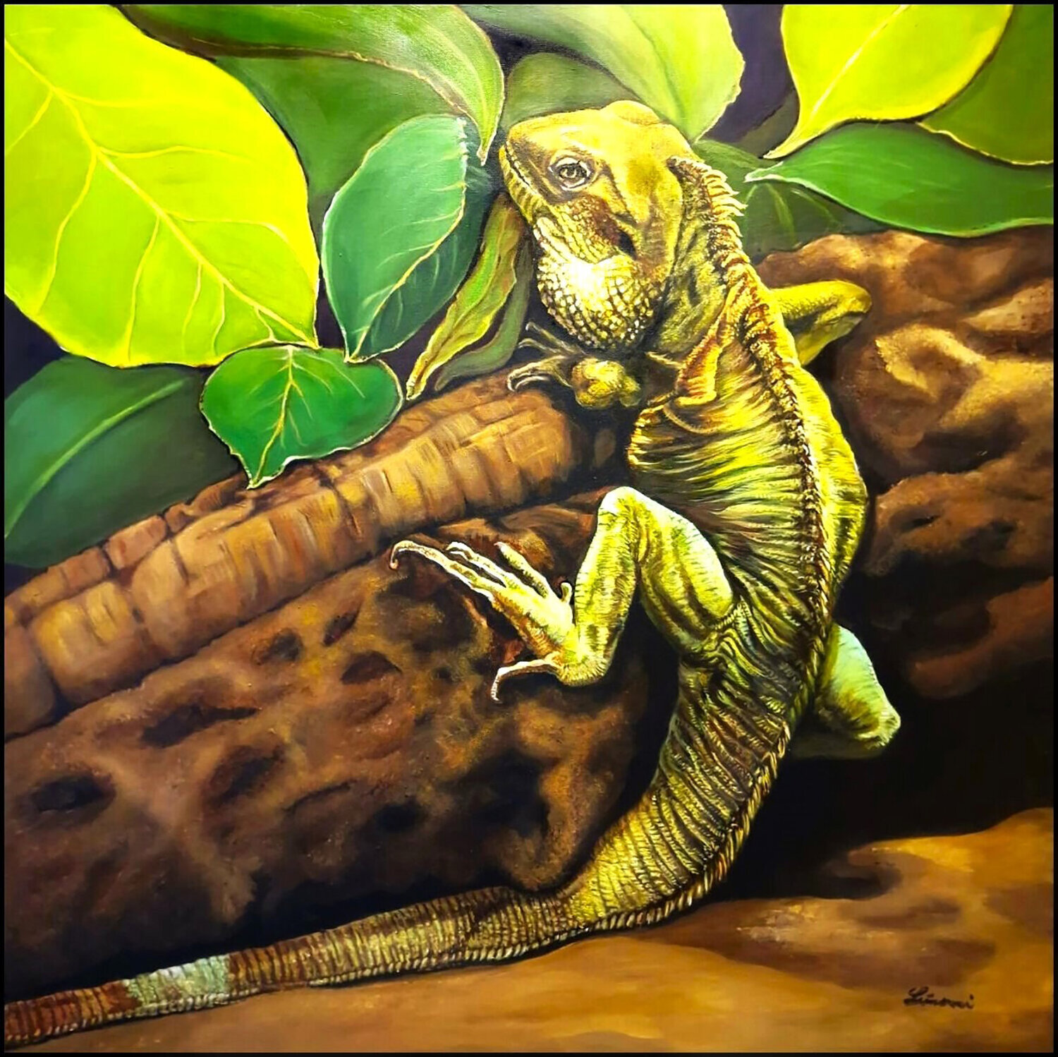 Leguan Monika Linard