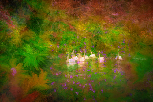 The hidden pond by Peter Teuschel, 사진 for Sale on Singulart