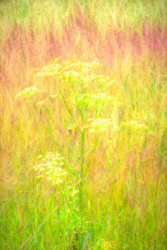 Meadows 6 by Peter Teuschel, 사진 for Sale on Singulart