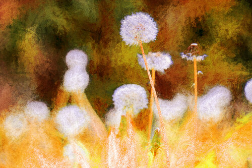 Meadows 9 Peter Teuschel