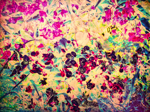 Meadows 2024 1 van Peter Teuschel, Fotografie te koop op Singulart