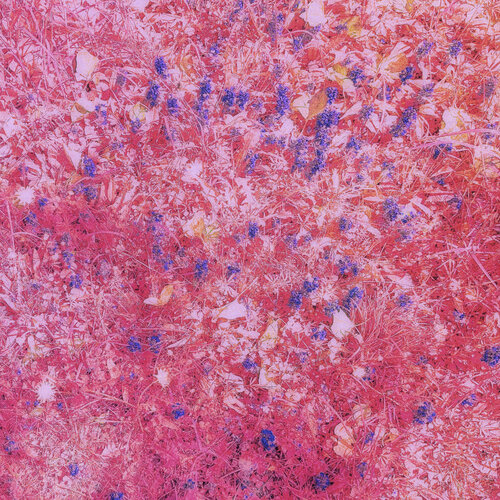 Meadows 45 by Peter Teuschel, 사진 for Sale on Singulart