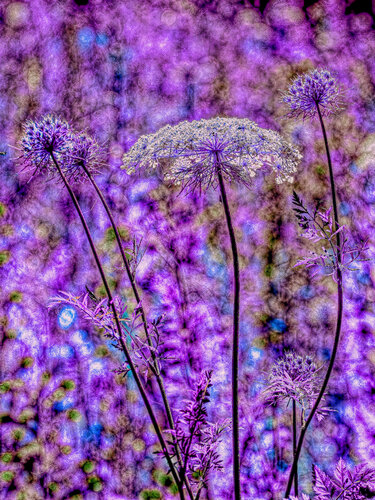 Carota feelings von Peter Teuschel, Fotografie kaufen auf Singulart
