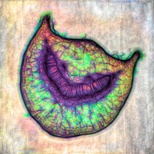 Cheshire Cat von Peter Teuschel, Fotografie kaufen auf Singulart