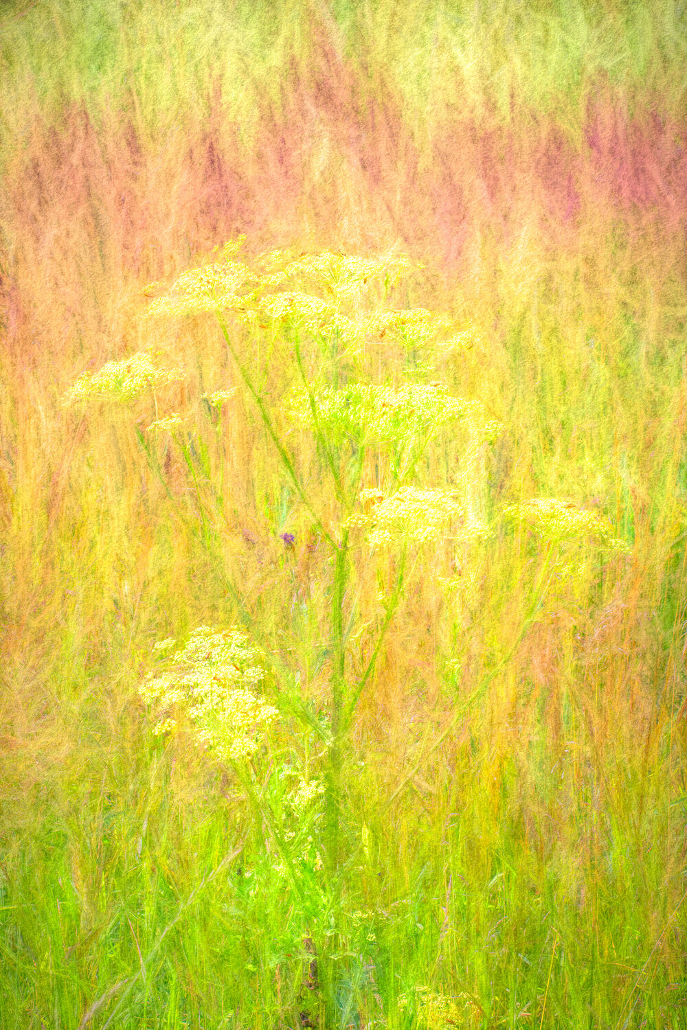 Meadows 6 Peter Teuschel