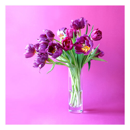 Wild tulips par Marijon Walter, Photographie en vente sur Singulart