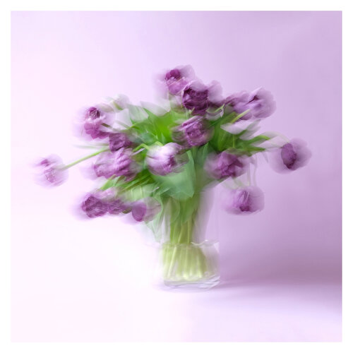 Purple tulips dancing von Marijon Walter, Fotografie kaufen auf Singulart