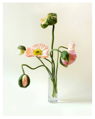 Poppy flowers von Marijon Walter, Fotografie kaufen auf Singulart