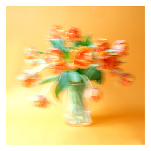 Tulips orange in front of orange di Marijon Walter, Fotografia in vendita su Singulart