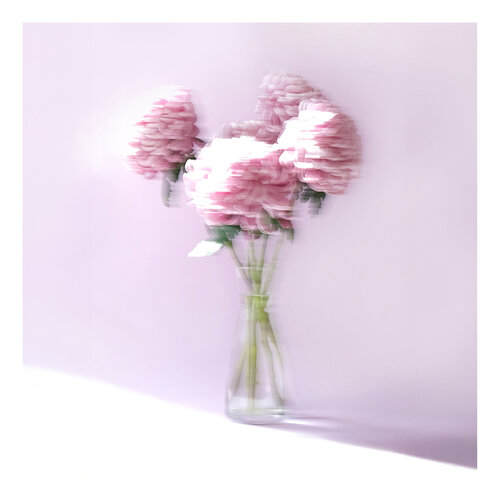 Chrysanthemums lavender blurry di Marijon Walter, Fotografia in vendita su Singulart