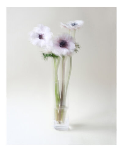 White anemones dancing di Marijon Walter, Fotografia in vendita su Singulart
