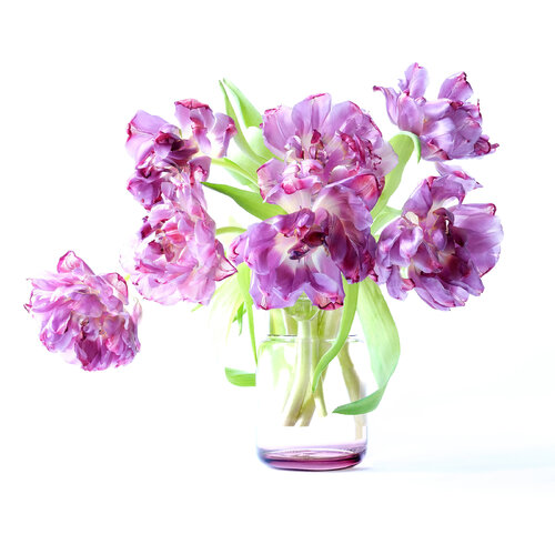 Bright purple tulips von Marijon Walter, Fotografie kaufen auf Singulart