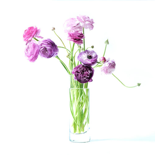 Bright purple ranunculus von Marijon Walter, Fotografie kaufen auf Singulart