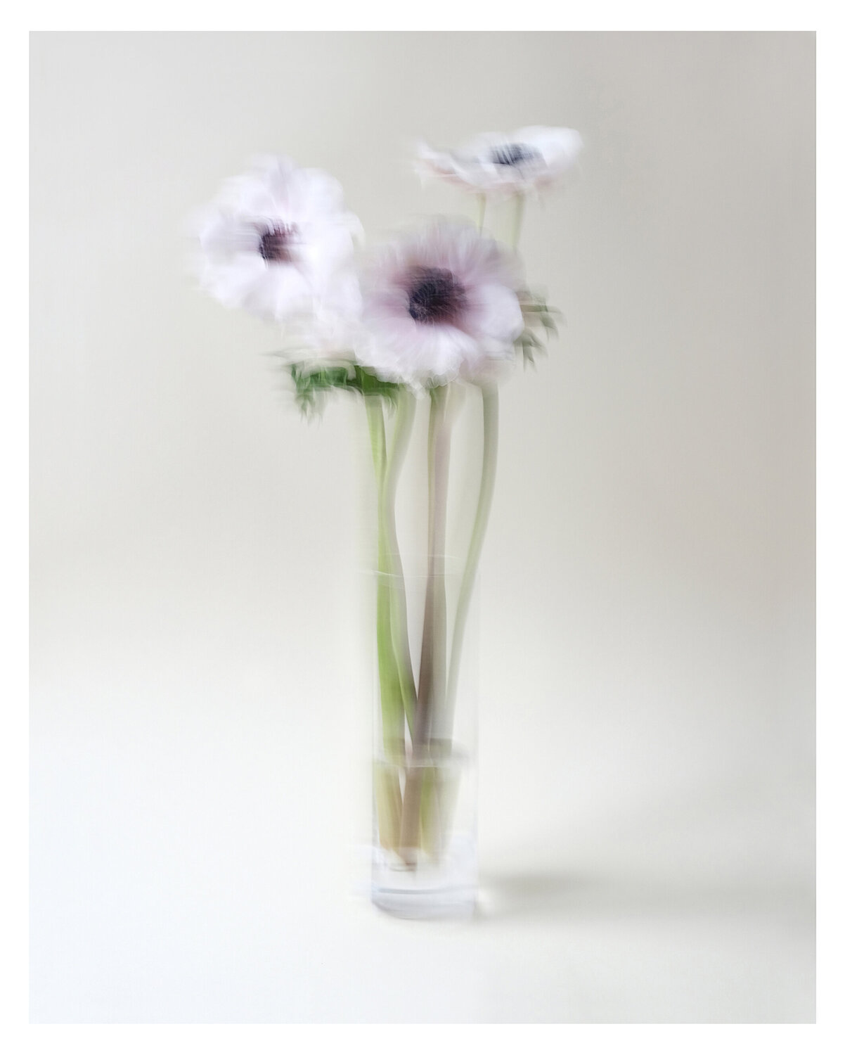 White anemones dancing Marijon Walter