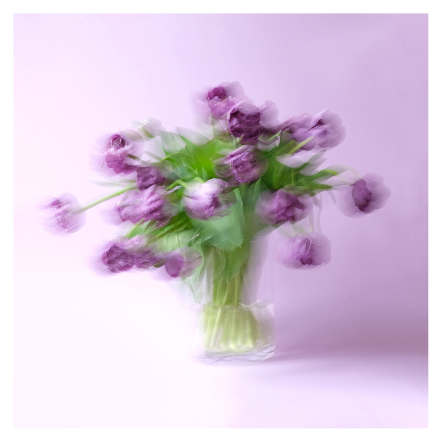 Purple tulips dancing Marijon Walter