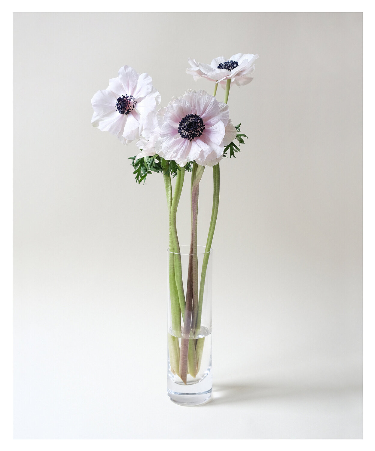 White anemones Marijon Walter