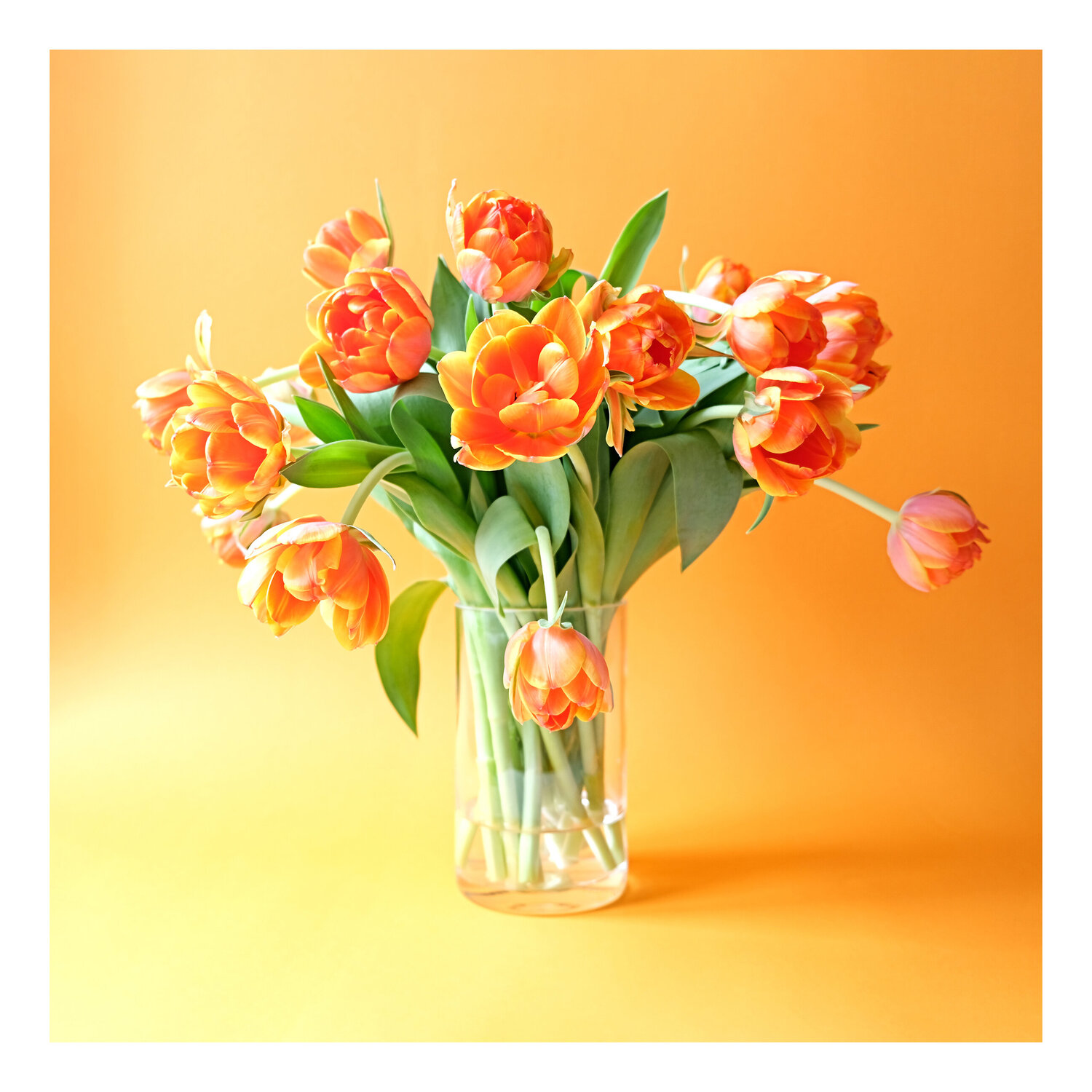 Tulips orange in front of orange II Marijon Walter Fotografie zu verkaufen