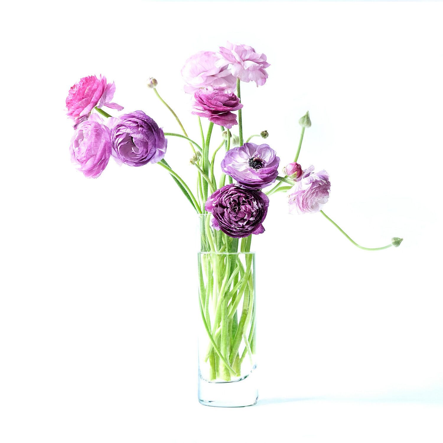 Bright purple ranunculus Marijon Walter Fotografia in vendita
