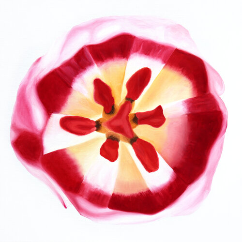 Wonderful Pink Yellow Tulip No.1 Sabine Siewert