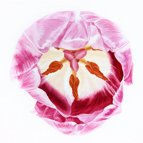 Wonderful Pink Tulip No.3 van Sabine Siewert, Schilderij te koop op Singulart