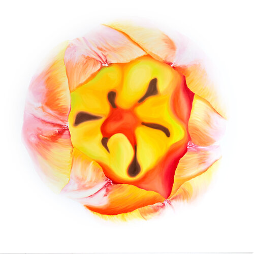 Wonderful Orange Yellow Tulip No.1 van Sabine Siewert, Schilderij te koop op Singulart
