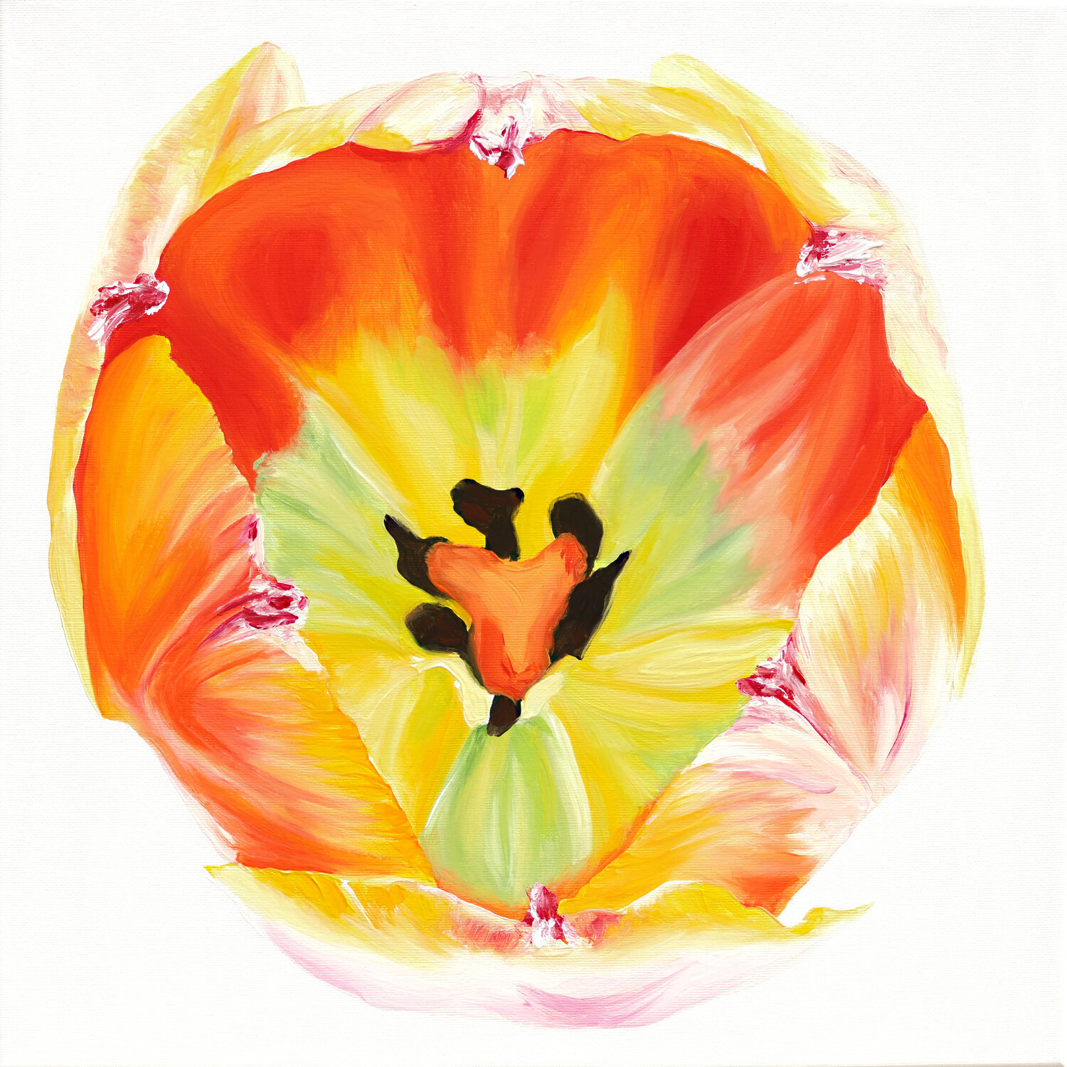 Little Tulip Babe No.3 Sabine Siewert