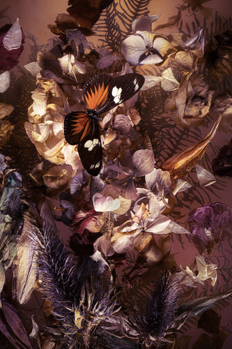 Fugacious Flowers with Butterfly by Marjon Trap, Photography for Sale on Singulart