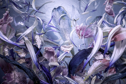 Icy Wilderness by Marjon Trap, Photography for Sale on Singulart