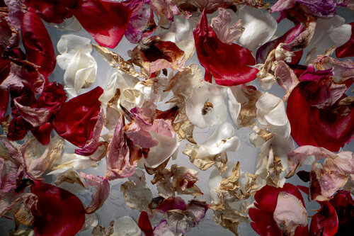 R.I.P. Wasp by Marjon Trap, Photography for Sale on Singulart