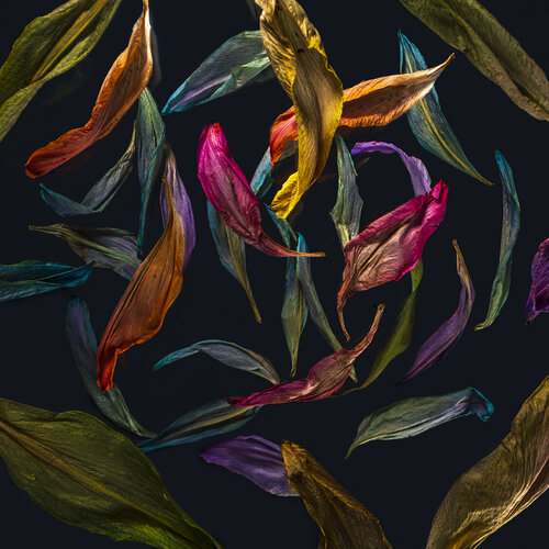Rainbow petals by Marjon Trap, Photography for Sale on Singulart