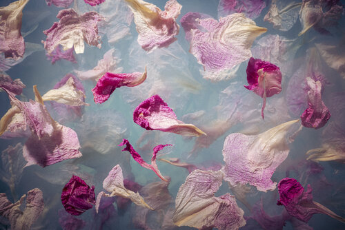 Dreaming of Peonies by Marjon Trap, Photography for Sale on Singulart