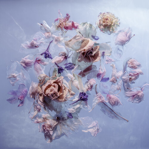 Winter Bloom by Marjon Trap, Photography for Sale on Singulart