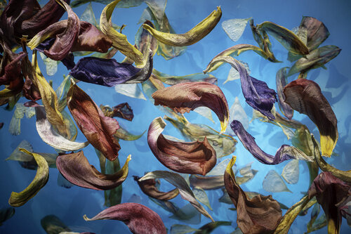 A storm of tulips by Marjon Trap, Photography for Sale on Singulart