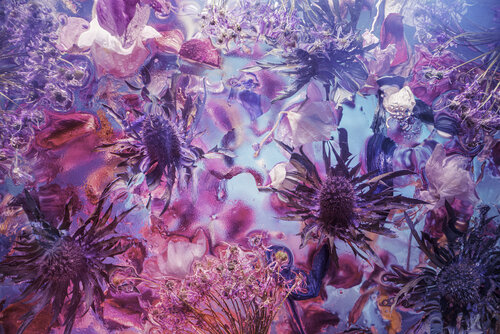 Withered Thistle de Marjon Trap, Fotografía a la venta en Singulart
