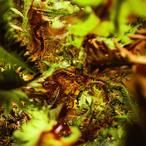 Traveling Ferns by Marjon Trap, Photography for Sale on Singulart