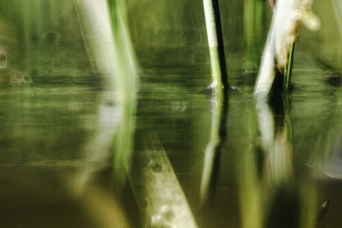 On the border I by Marjon Trap, Photography for Sale on Singulart