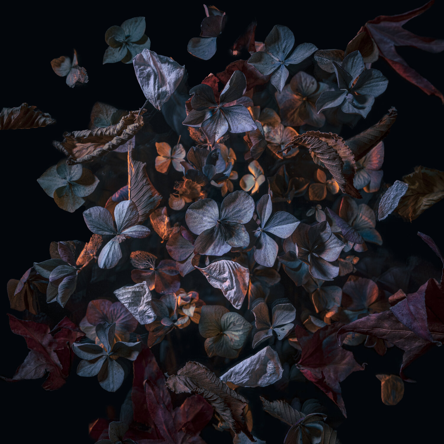 Warm autumn hydrangea Marjon Trap